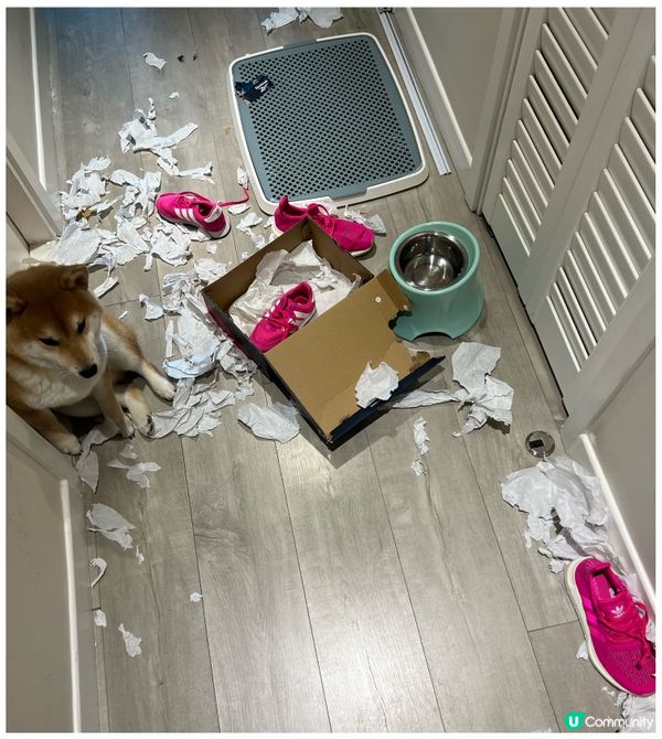 唔關我事！你睇唔到！我睇唔到！#寵物老大