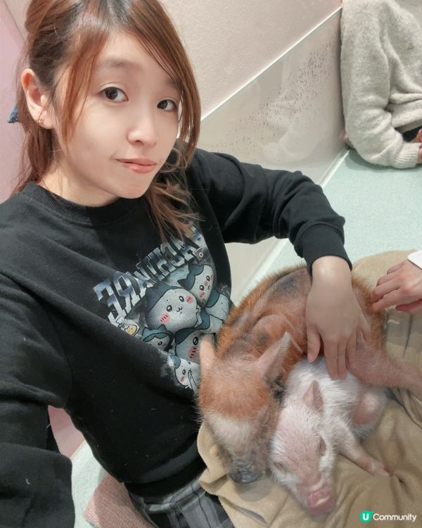 2025/11/24 11月東京遊 Day 2 #1🐷迷你豬 Mipig Cafe🐷
