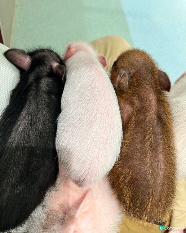 2025/11/24 11月東京遊 Day 2 #1🐷迷你豬 Mipig Cafe🐷