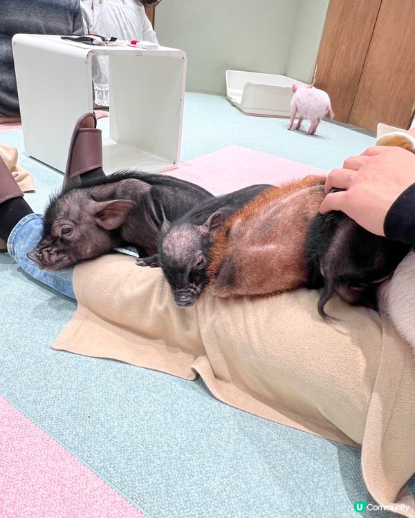 2025/11/24 11月東京遊 Day 2 #1🐷迷你豬 Mipig Cafe🐷