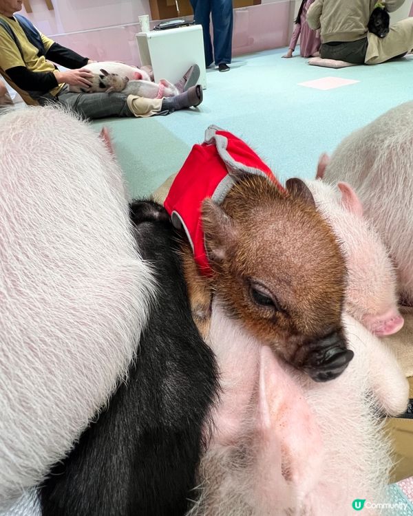 2025/11/24 11月東京遊 Day 2 #1🐷迷你豬 Mipig Cafe🐷