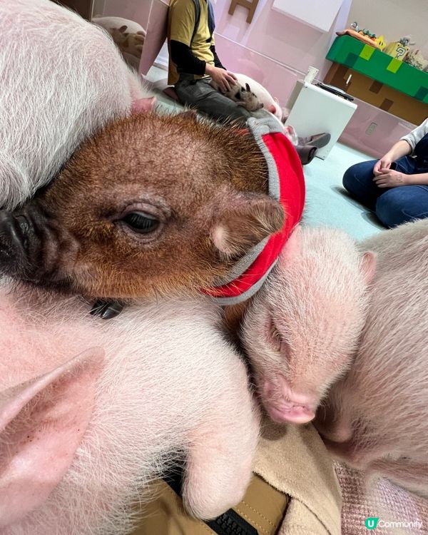 2025/11/24 11月東京遊 Day 2 #1🐷迷你豬 Mipig Cafe🐷