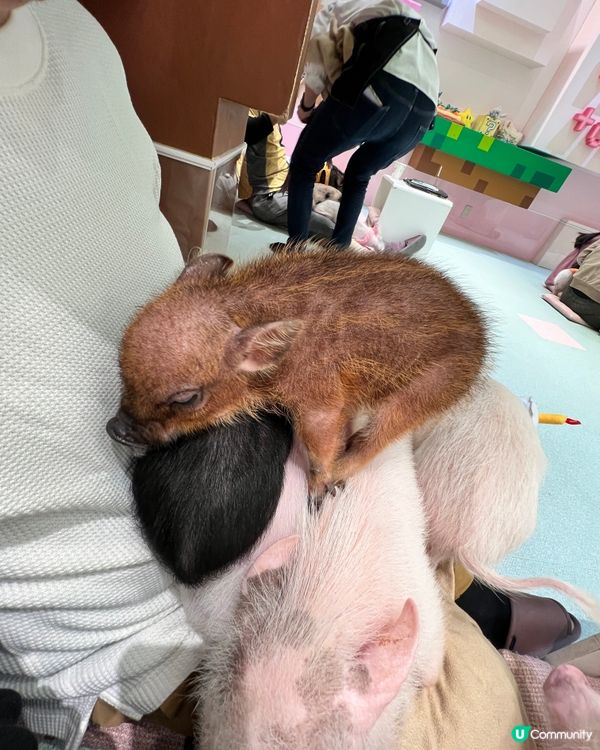 2025/11/24 11月東京遊 Day 2 #1🐷迷你豬 Mipig Cafe🐷