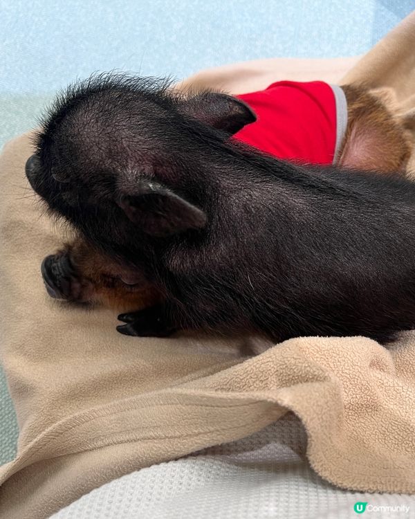 2025/11/24 11月東京遊 Day 2 #1🐷迷你豬 Mipig Cafe🐷