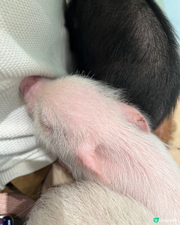 2025/11/24 11月東京遊 Day 2 #1🐷迷你豬 Mipig Cafe🐷