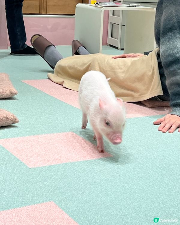 2025/11/24 11月東京遊 Day 2 #1🐷迷你豬 Mipig Cafe🐷