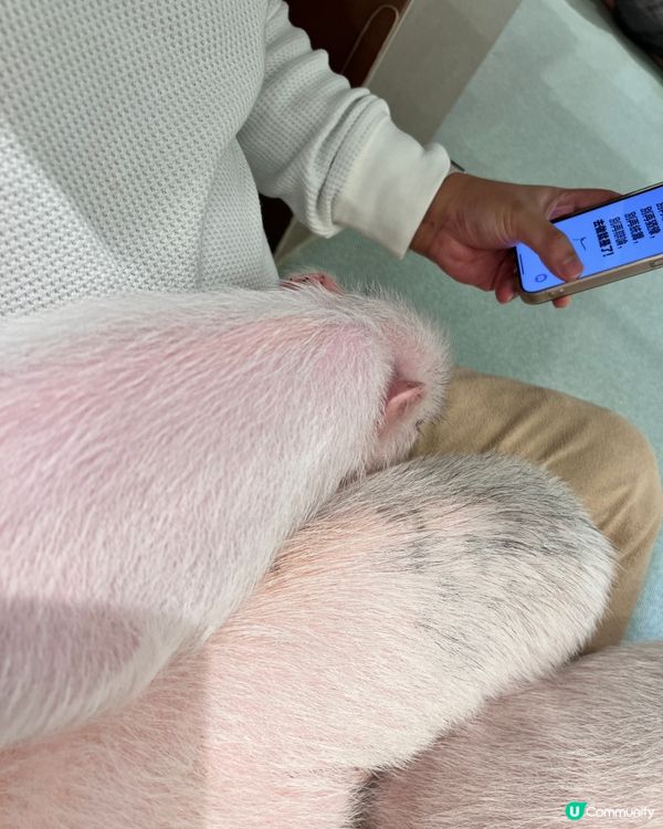 2025/11/24 11月東京遊 Day 2 #1🐷迷你豬 Mipig Cafe🐷