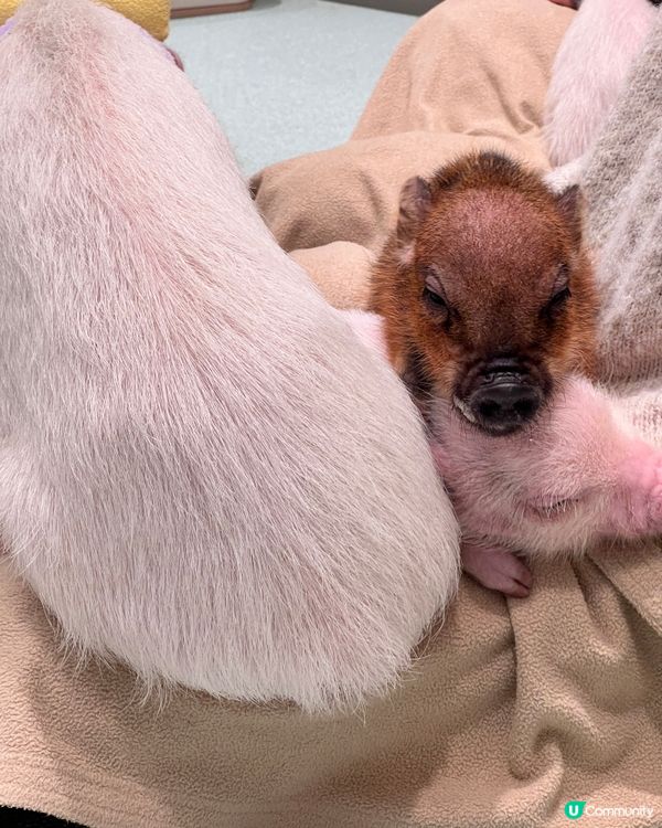 2025/11/24 11月東京遊 Day 2 #1🐷迷你豬 Mipig Cafe🐷