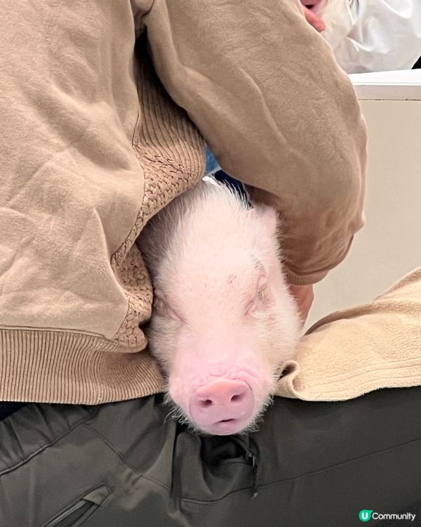 2025/11/24 11月東京遊 Day 2 #1🐷迷你豬 Mipig Cafe🐷