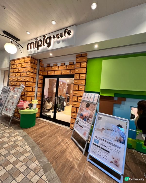 2025/11/24 11月東京遊 Day 2 #1🐷迷你豬 Mipig Cafe🐷