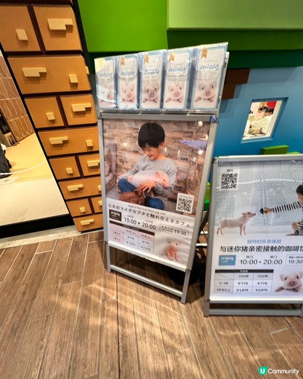 2025/11/24 11月東京遊 Day 2 #1🐷迷你豬 Mipig Cafe🐷