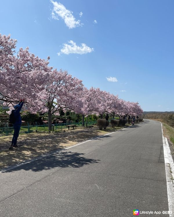4月初 兵庫 おの桜づつみ回廊