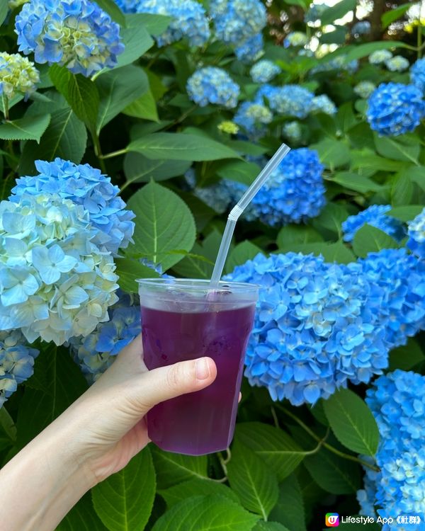 紫陽花秘境-藍色花海雲昌寺