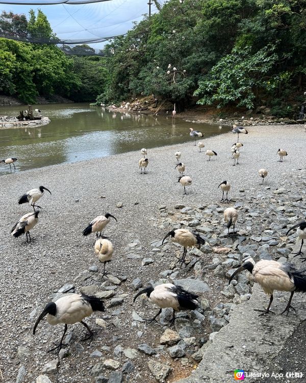 沖繩🪿🦆動物園近距離接觸動物👍🏻