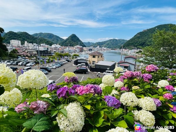 不能錯過的 — 下田繡球花祭