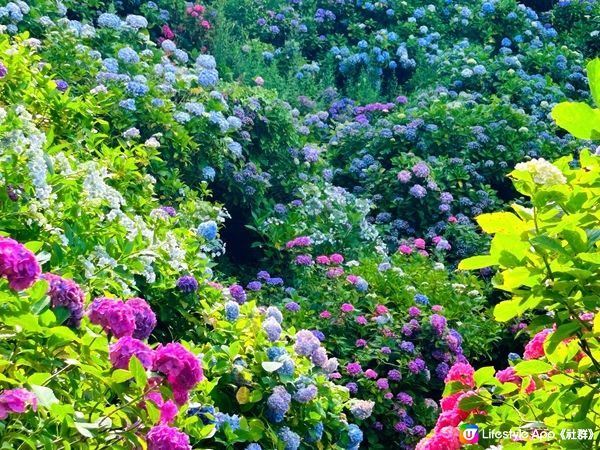 不能錯過的 — 下田繡球花祭