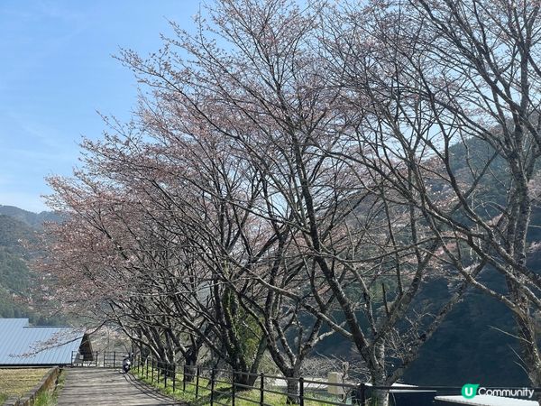 日本四國 Camping 仁淀川Snow Peak