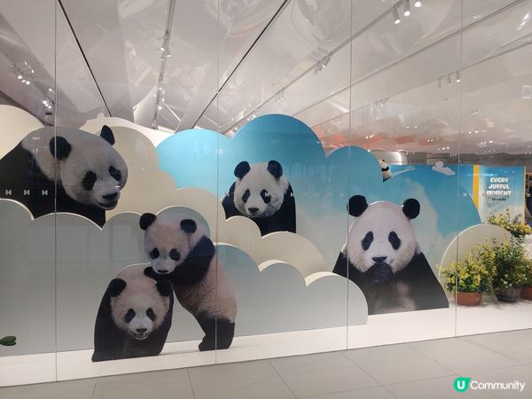 首爾熊貓popup store 
(展期應該已完結)