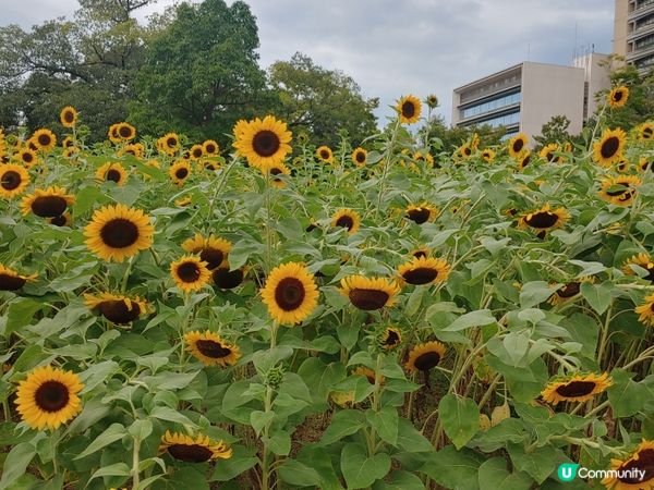 高松中央公園