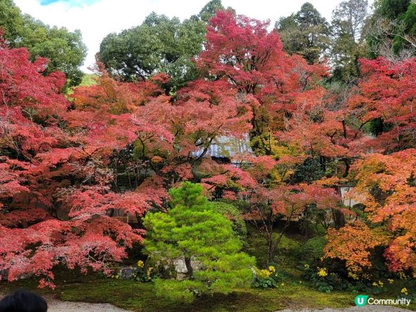 11月24日 天授庵紅葉狀況