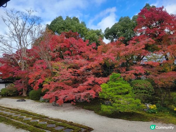 11月24日 天授庵紅葉狀況