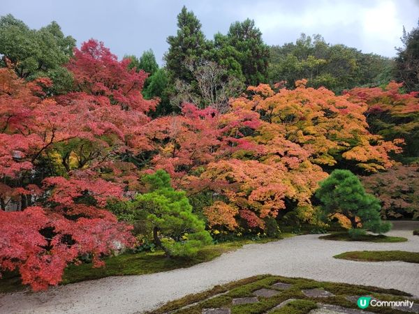 11月24日 天授庵紅葉狀況