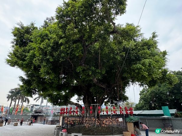 大樹下的人情味