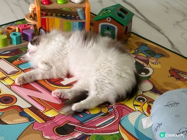 大家既主子究竟會係咩性格居多?