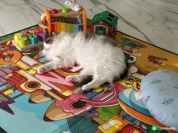 大家既主子究竟會係咩性格居多?