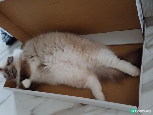 大家既主子究竟會係咩性格居多?