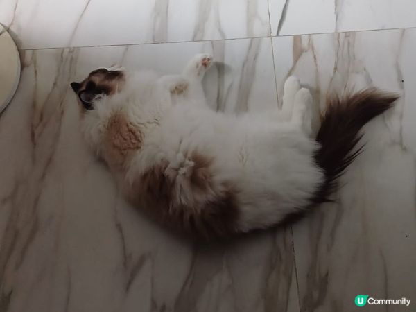 大家既主子究竟會係咩性格居多?