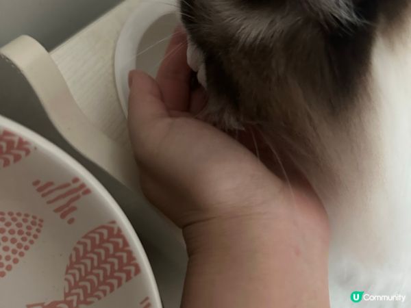 大家既主子究竟會係咩性格居多?