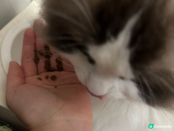 大家既主子究竟會係咩性格居多?