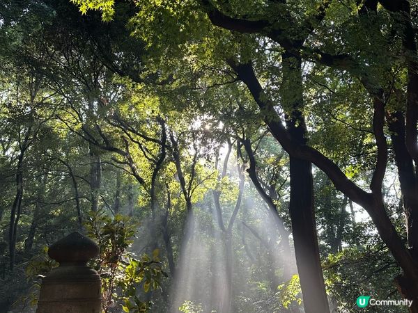 明治神宮避暑一流！🌳☀️ 熱到溶都Chill得住！😎