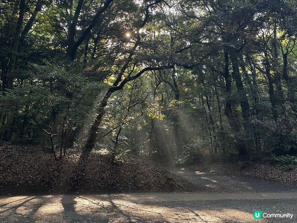 明治神宮避暑一流！🌳☀️ 熱到溶都Chill得住！😎