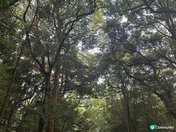 明治神宮避暑一流！🌳☀️ 熱到溶都Chill得住！😎