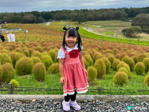 日立海濱公園｜掃把草實況