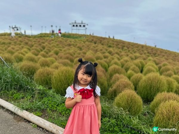 日立海濱公園｜掃把草實況