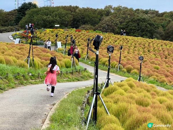 日立海濱公園｜掃把草實況
