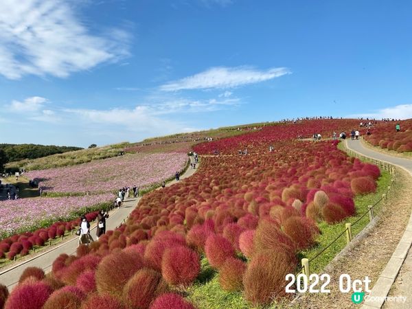 日立海濱公園｜掃把草實況