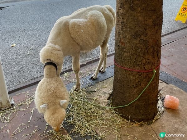 泰椰天香二分店！毛毛羊駝打卡📸🌴
