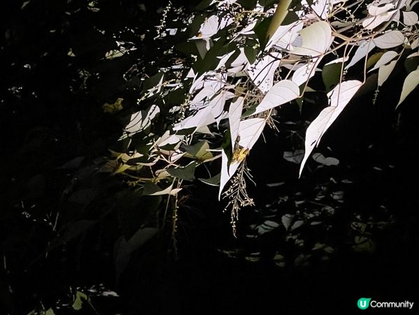 西雙版納夜遊記！🌃 螢火蟲星空等你✨