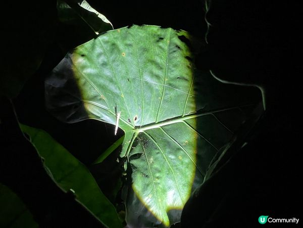 西雙版納夜遊記！🌃 螢火蟲星空等你✨