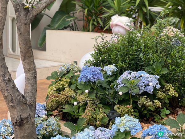 等風來🌅洱海邊嘅曙光☕️！靚爆！