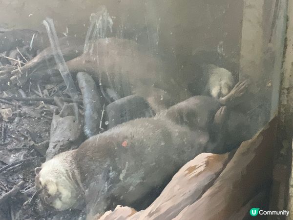 台北親子遊必去！動物園放電🔋🐼