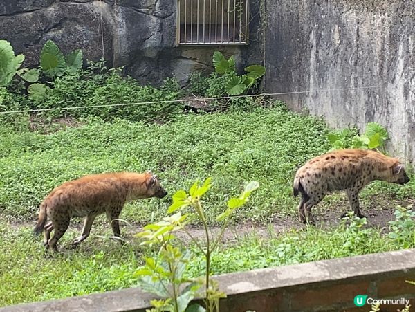 台北親子遊必去！動物園放電🔋🐼