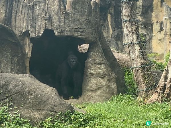 台北親子遊必去！動物園放電🔋🐼