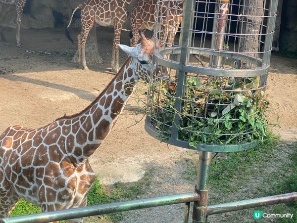 台北親子遊必去！動物園放電🔋🐼