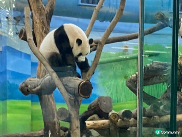 台北親子遊必去！動物園放電🔋🐼