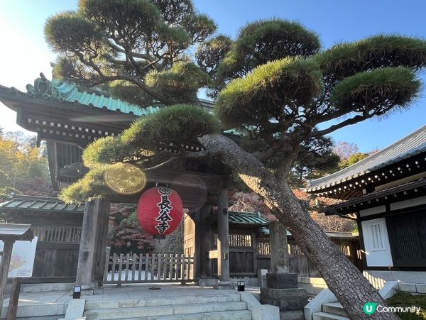 鎌倉之行-長谷寺